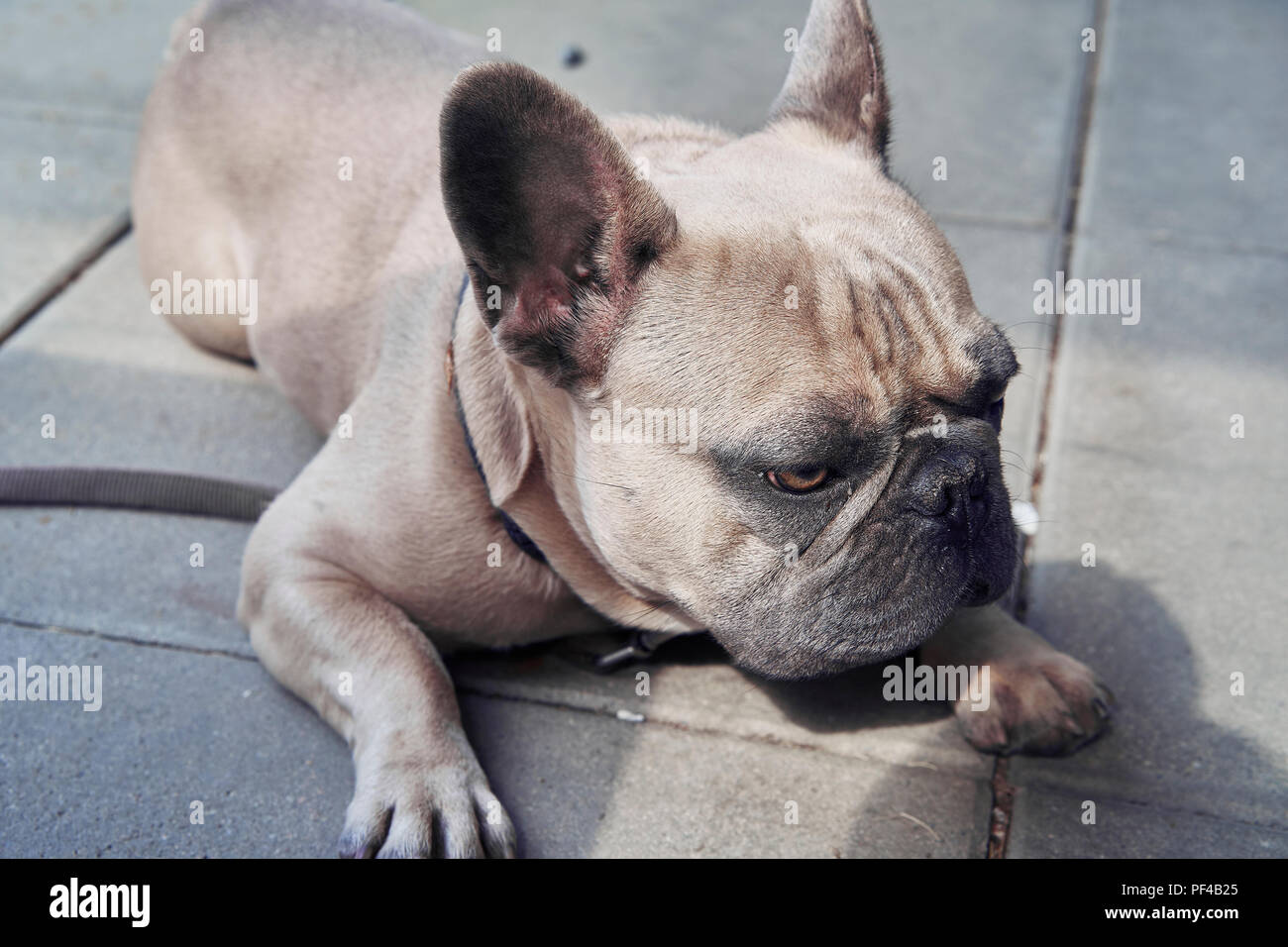 Adorable bulldog francese faccia Foto Stock