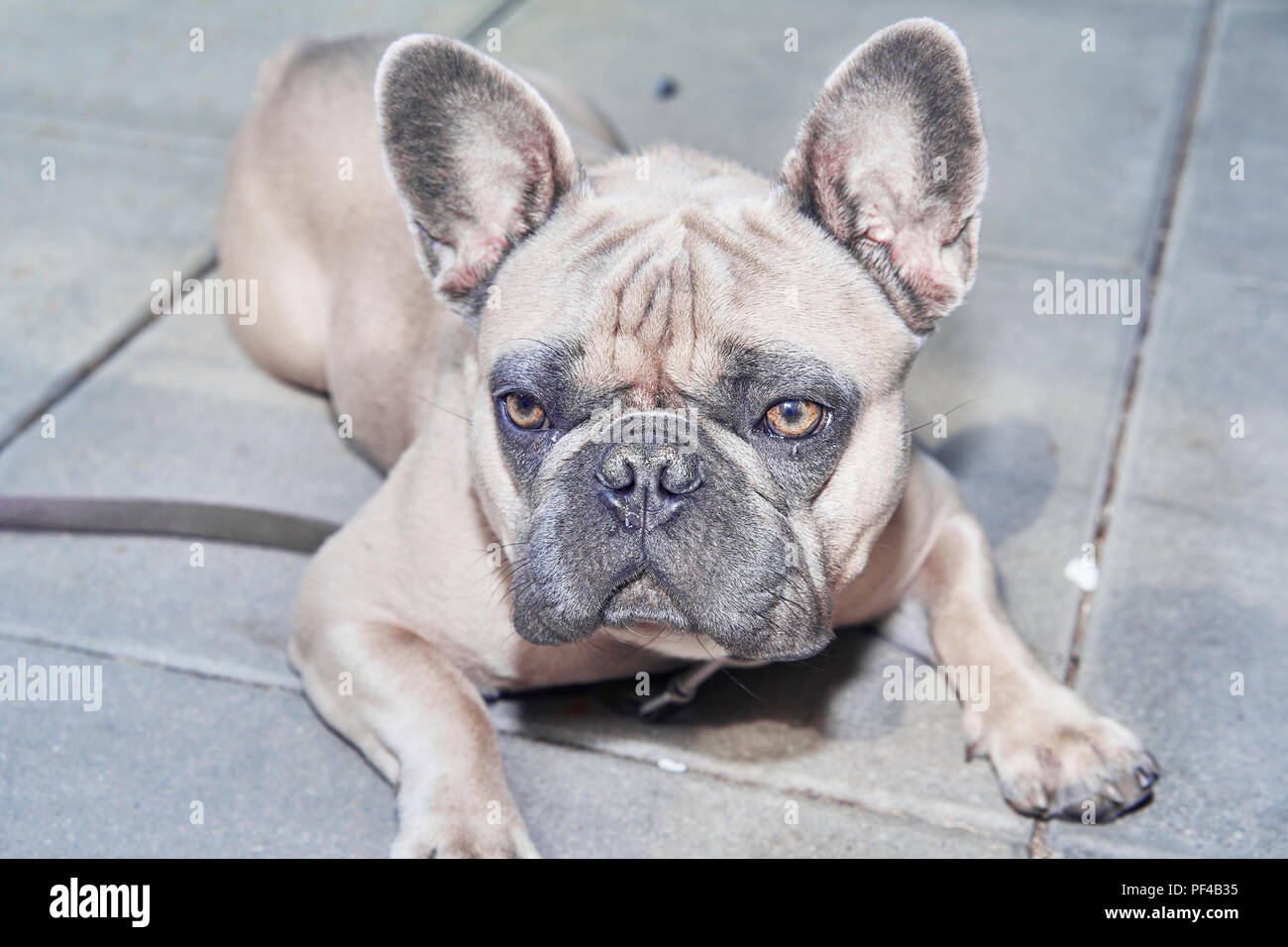 Adorable bulldog francese faccia Foto Stock