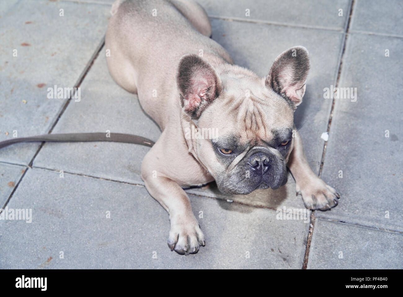 Adorable bulldog francese faccia Foto Stock