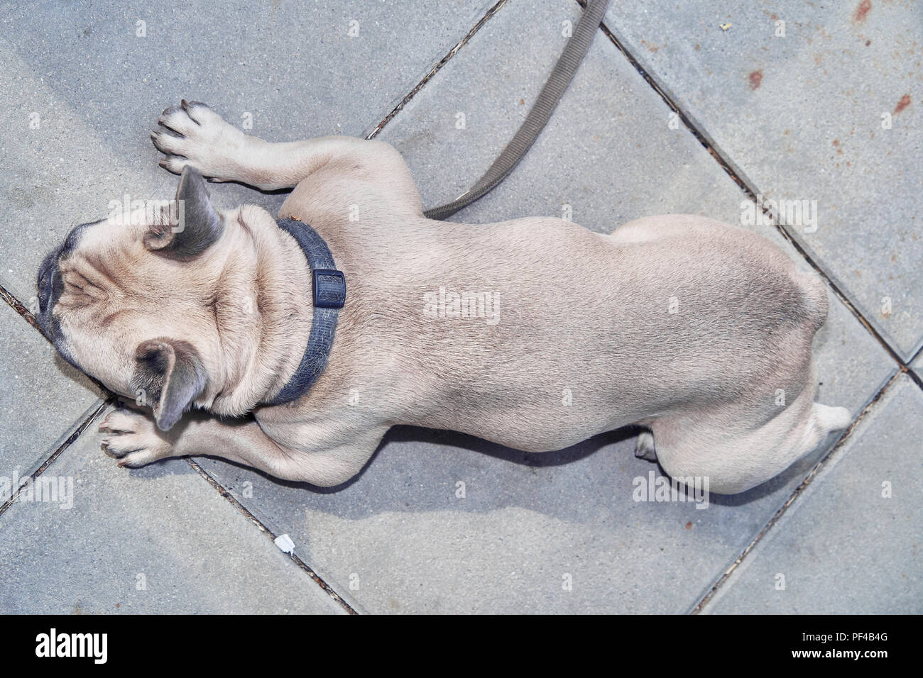 Adorable bulldog francese faccia Foto Stock