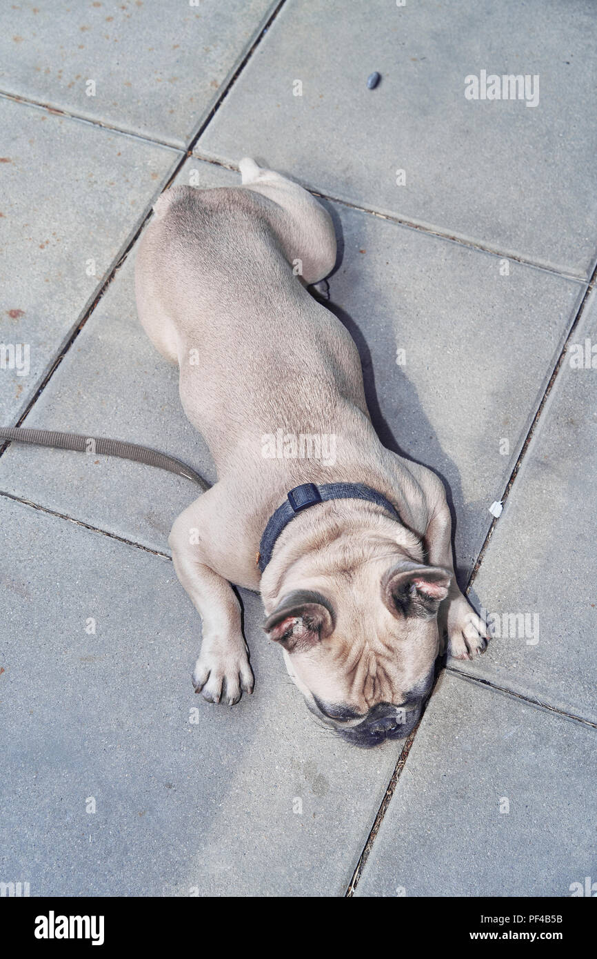 Adorable bulldog francese faccia Foto Stock
