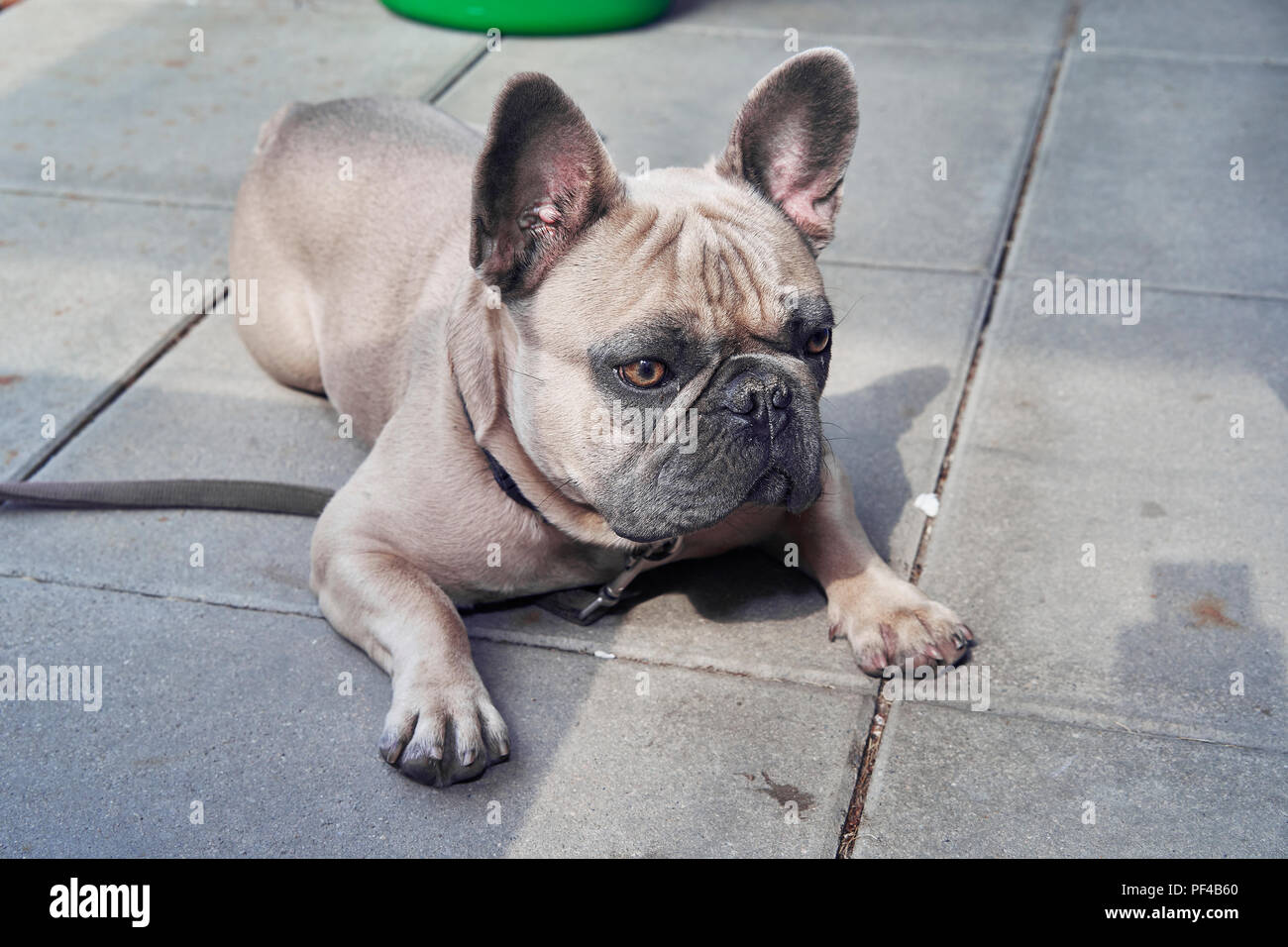 Adorable bulldog francese faccia Foto Stock