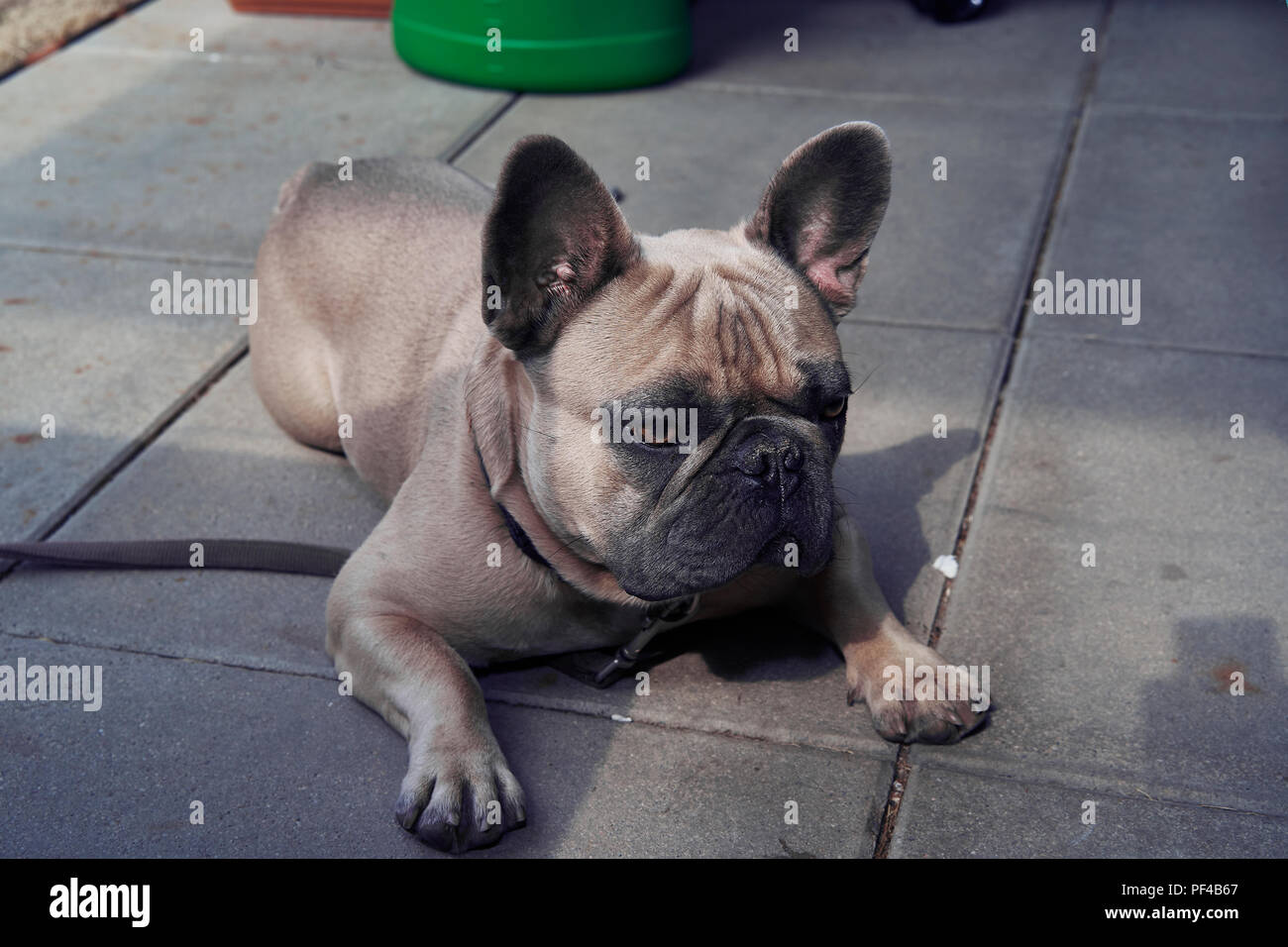 Adorable bulldog francese faccia Foto Stock