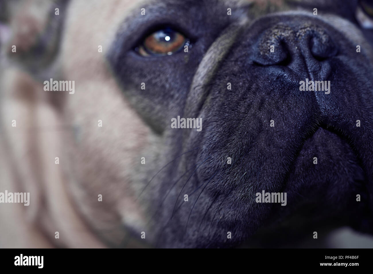 Adorable bulldog francese faccia Foto Stock