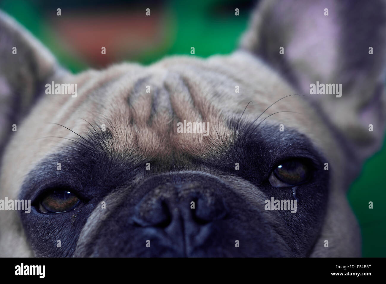 Adorable bulldog francese faccia Foto Stock