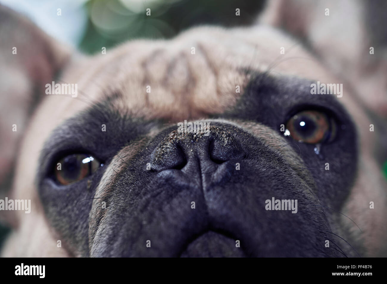 Adorable bulldog francese faccia Foto Stock