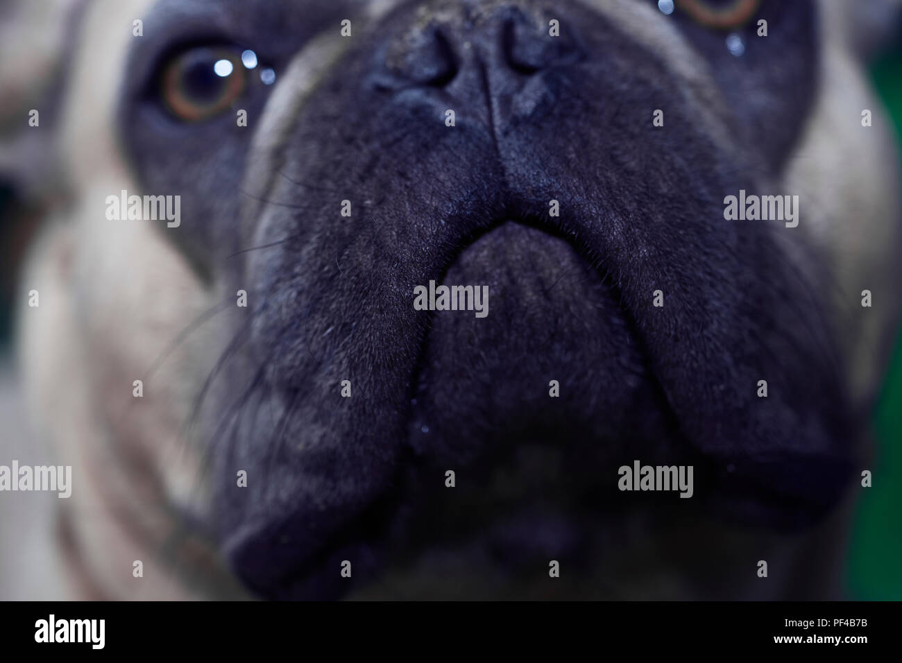 Adorable bulldog francese faccia Foto Stock