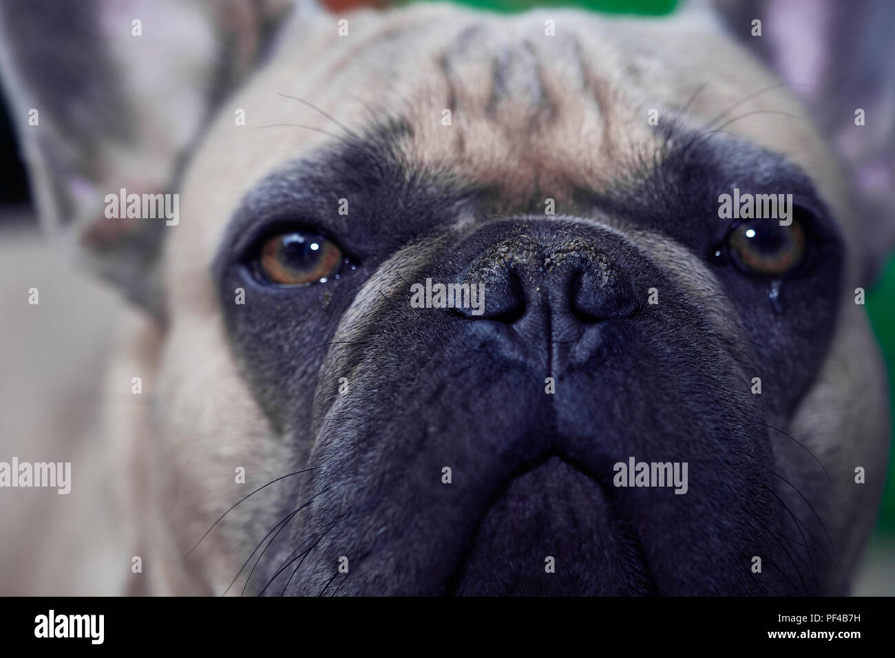 Adorable bulldog francese faccia Foto Stock