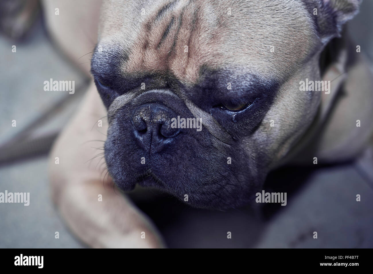 Adorable bulldog francese faccia Foto Stock