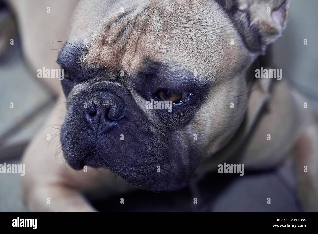 Adorable bulldog francese faccia Foto Stock