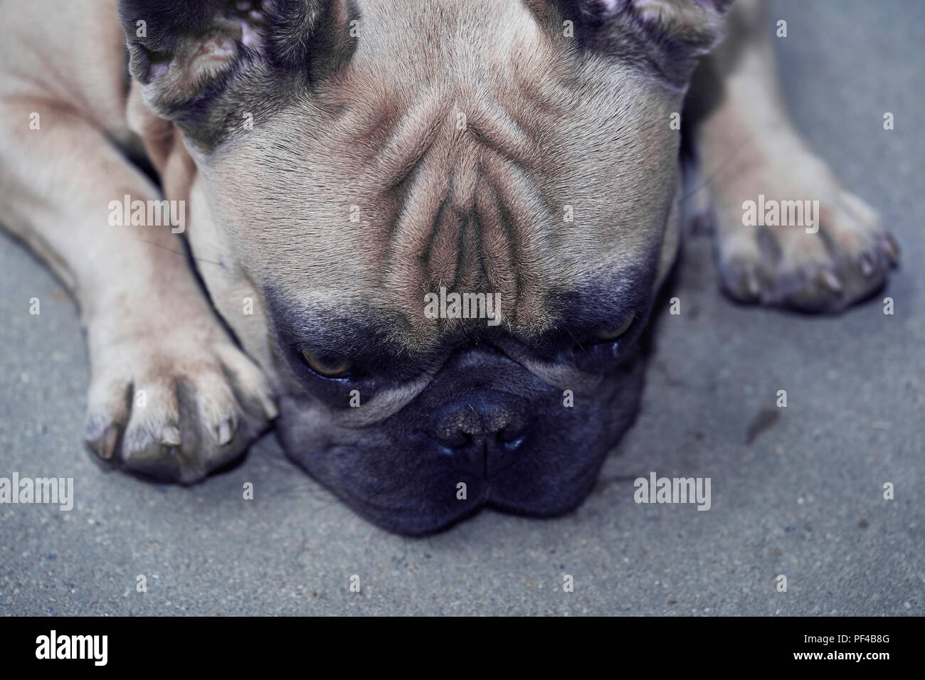 Adorable bulldog francese faccia Foto Stock