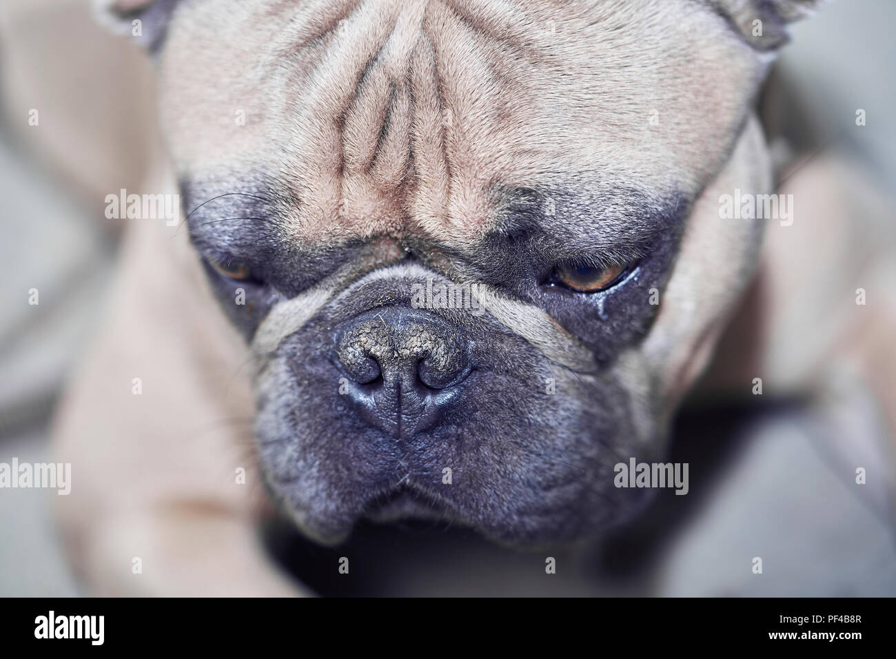 Adorable bulldog francese faccia Foto Stock
