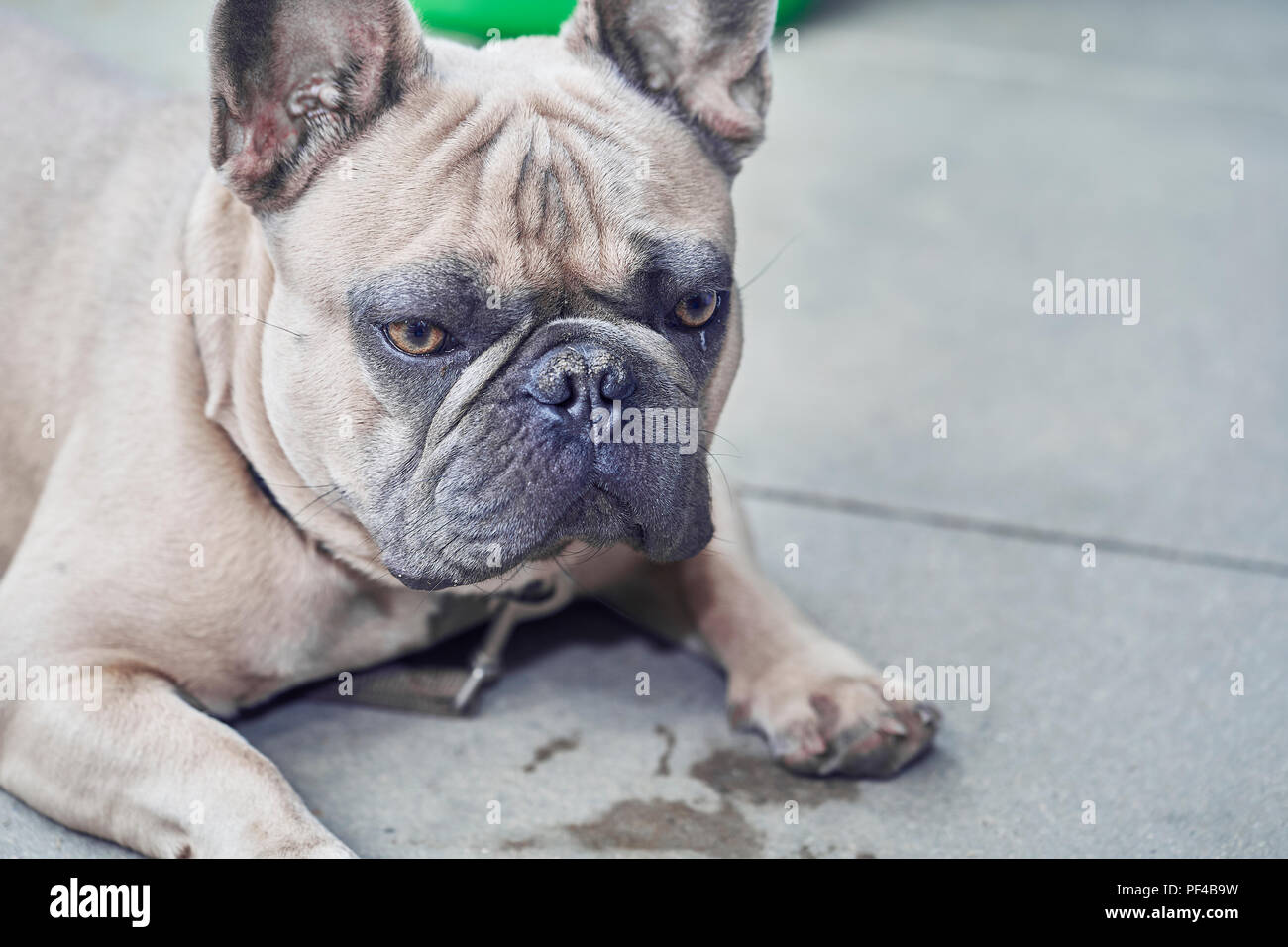Adorable bulldog francese faccia Foto Stock