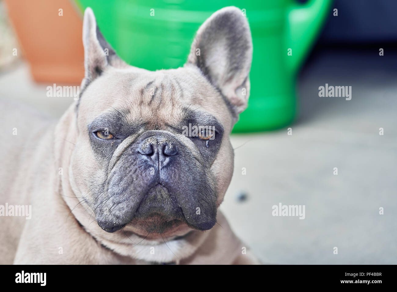 Adorable bulldog francese faccia Foto Stock