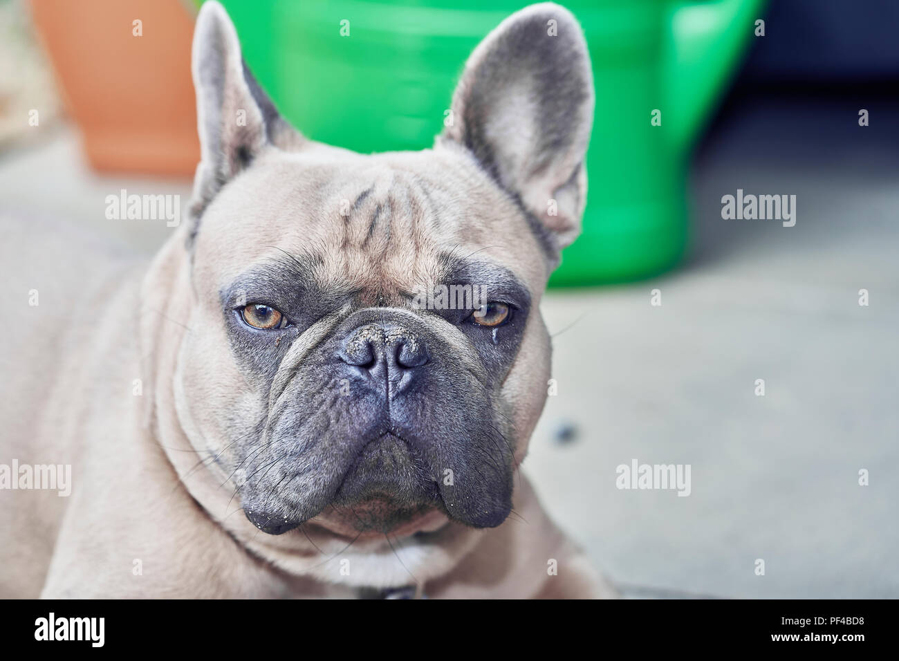 Adorable bulldog francese faccia Foto Stock