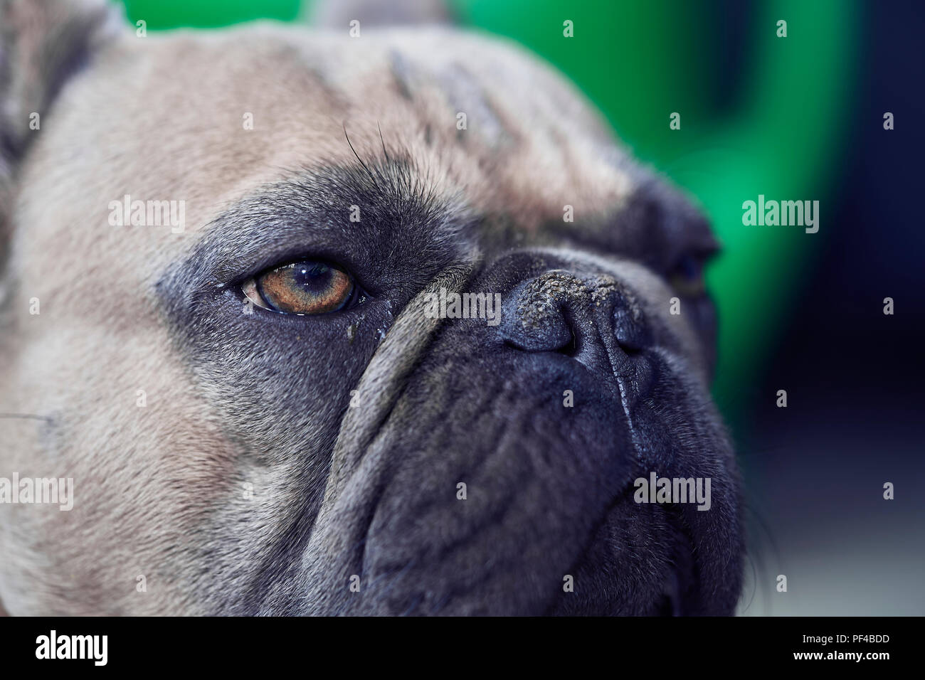 Adorable bulldog francese faccia Foto Stock