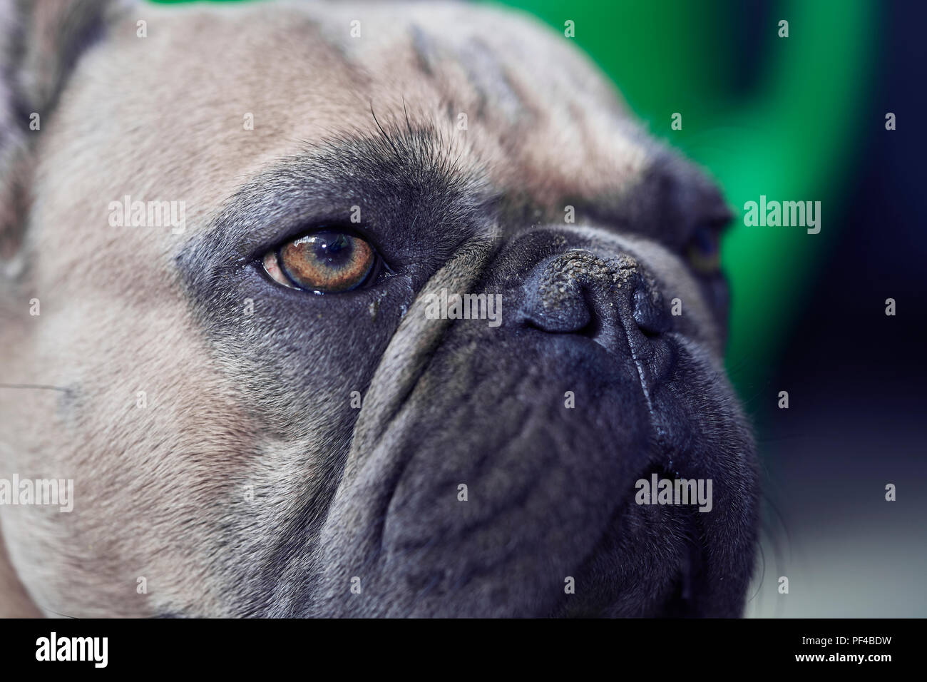 Adorable bulldog francese faccia Foto Stock