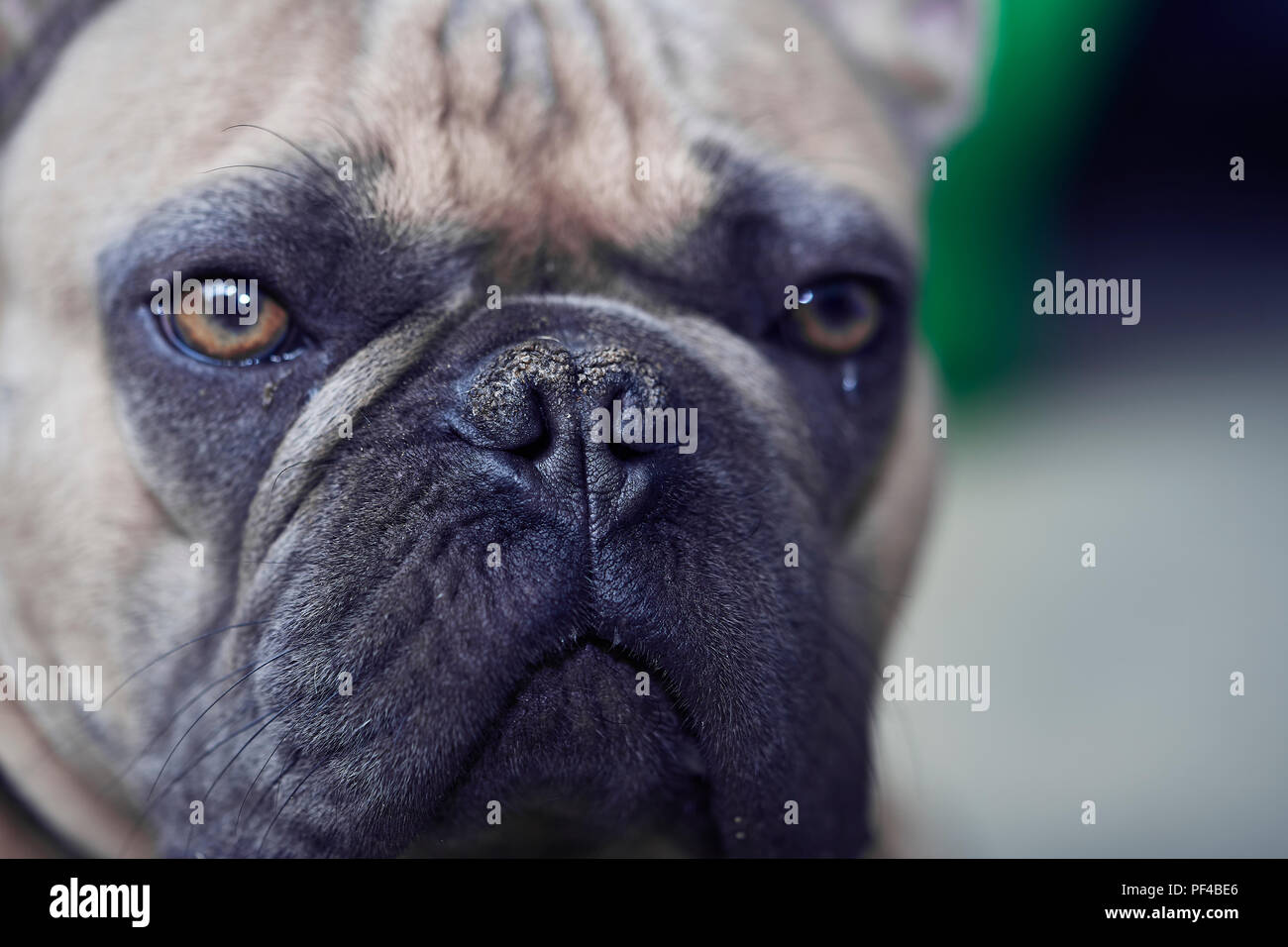 Adorable bulldog francese faccia Foto Stock