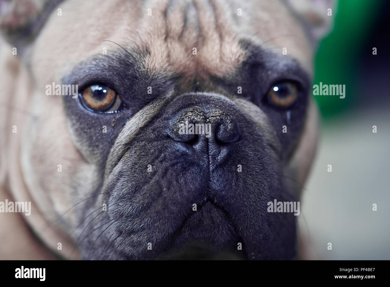 Adorable bulldog francese faccia Foto Stock