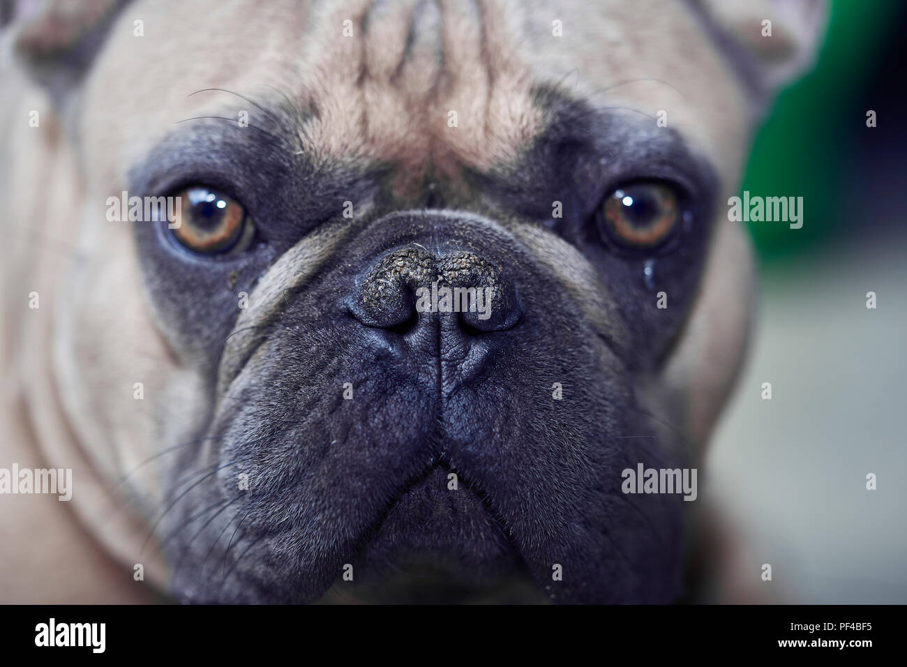Adorable bulldog francese faccia Foto Stock