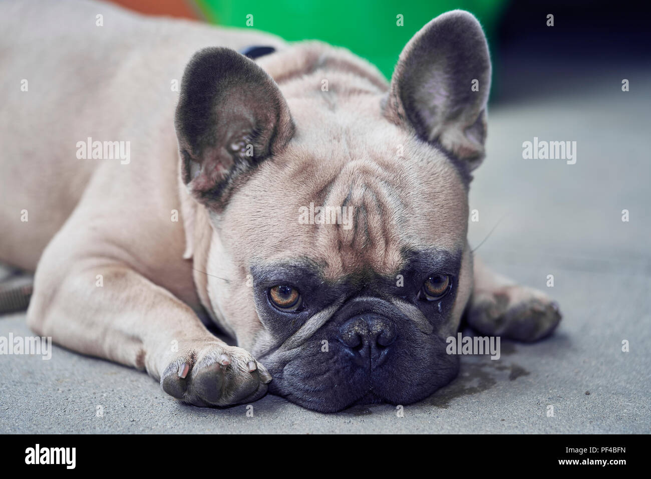Adorable bulldog francese faccia Foto Stock
