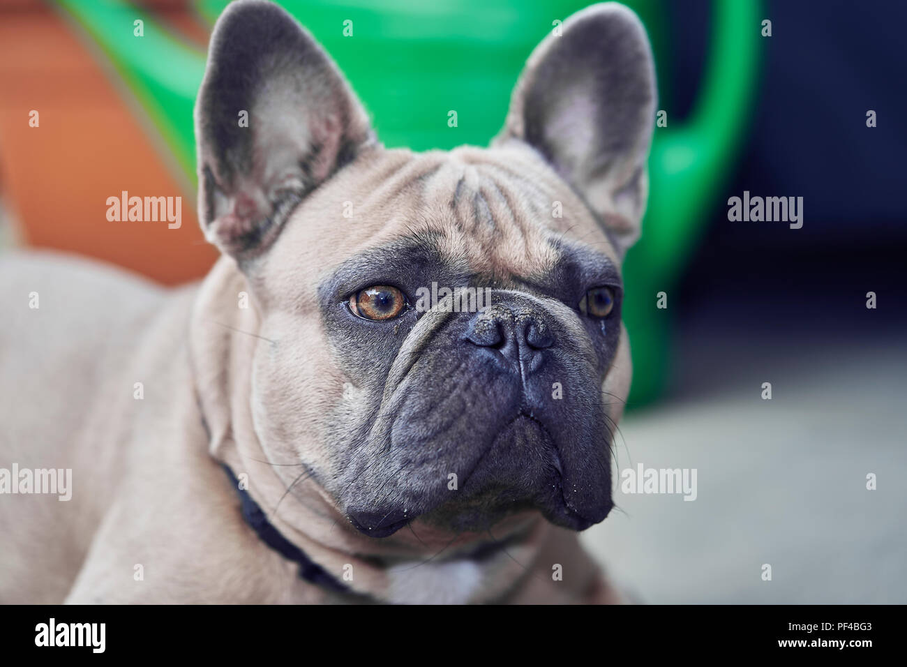 Adorable bulldog francese faccia Foto Stock