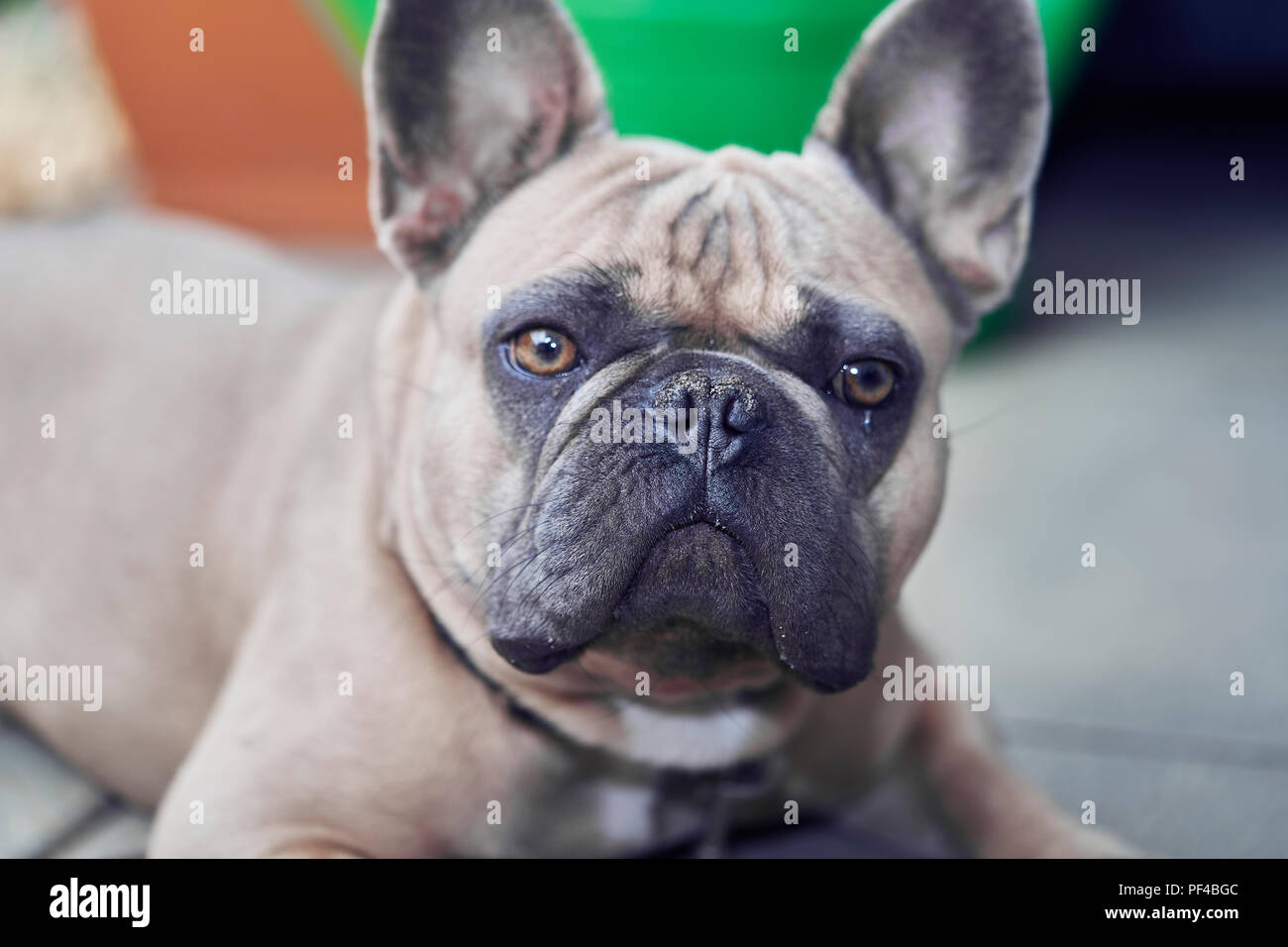 Adorable bulldog francese faccia Foto Stock