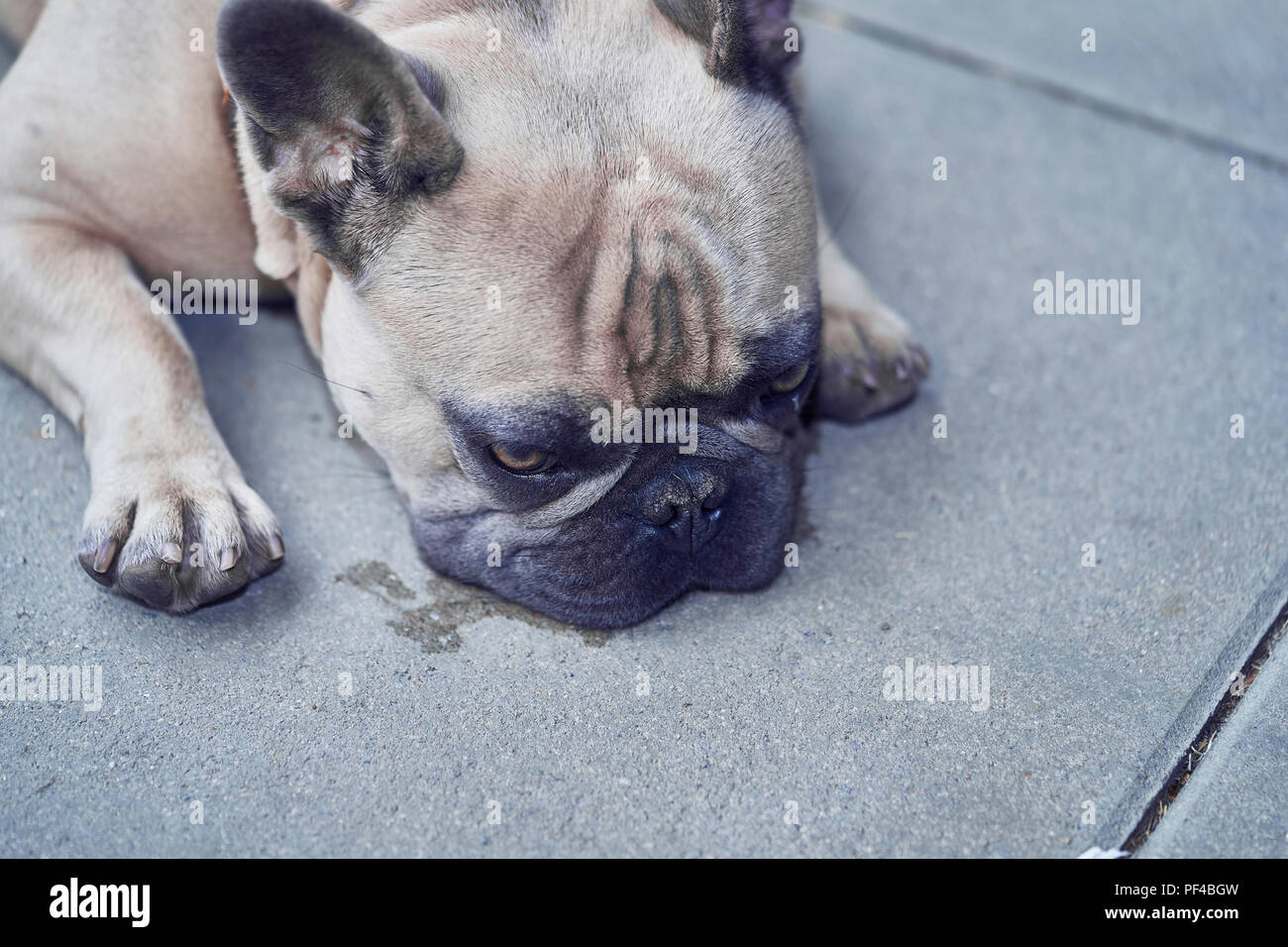 Adorable bulldog francese faccia Foto Stock