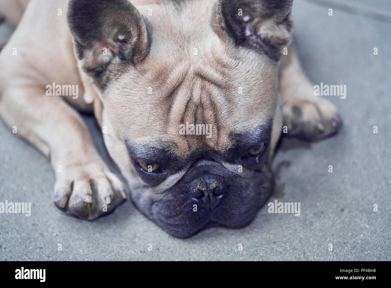 Adorable bulldog francese faccia Foto Stock