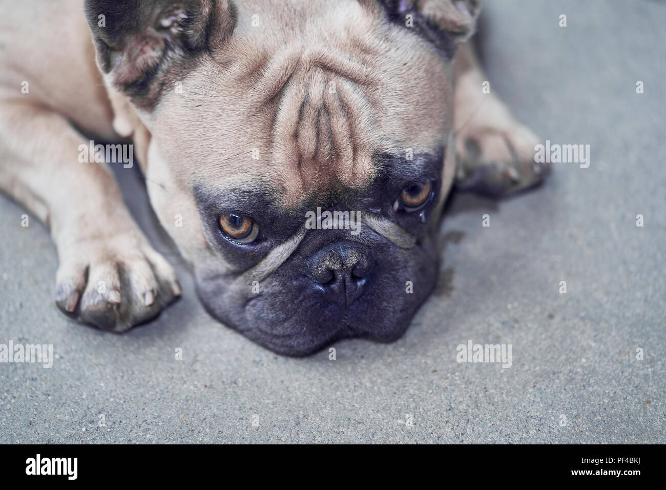 Adorable bulldog francese faccia Foto Stock