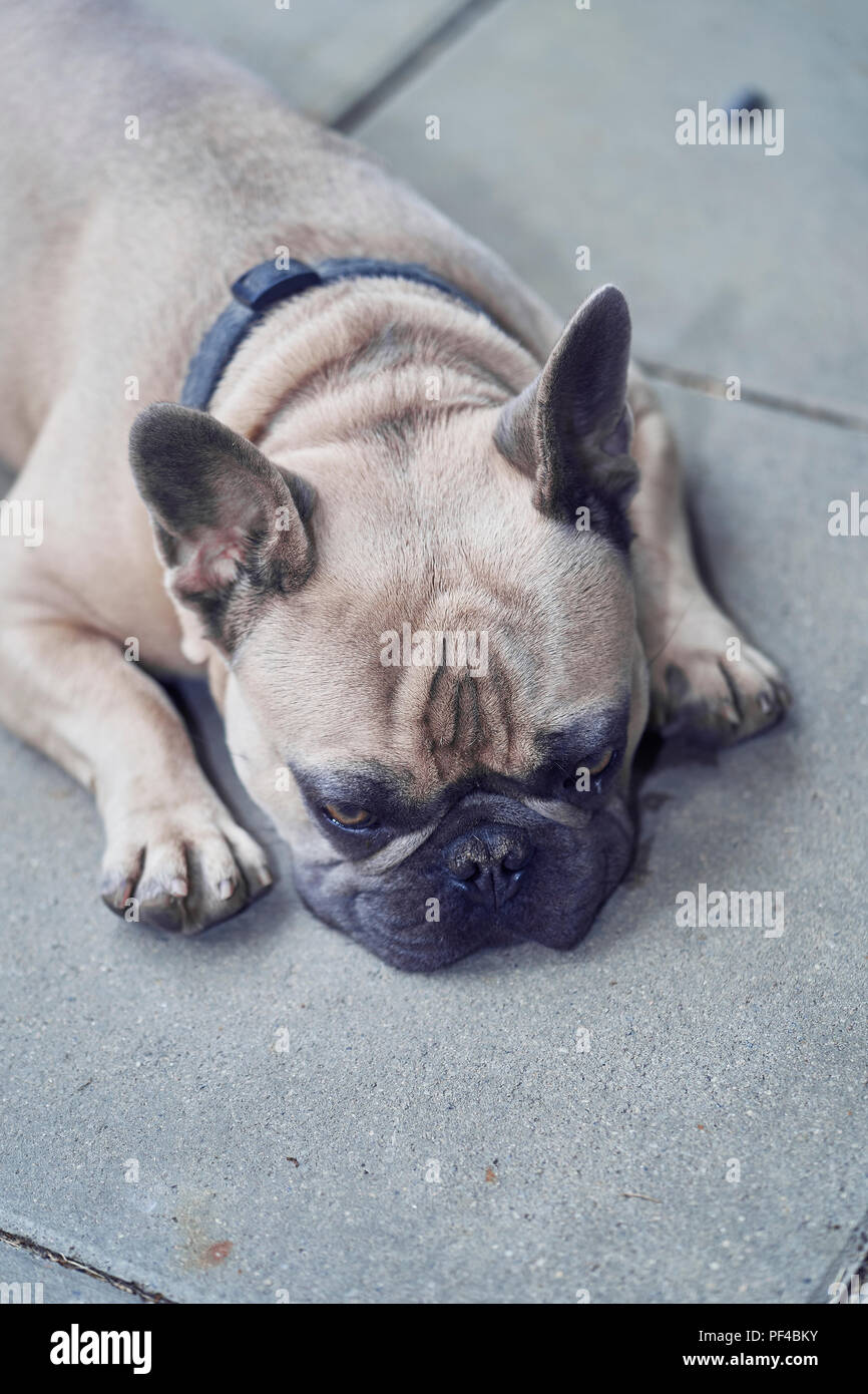 Adorable bulldog francese faccia Foto Stock