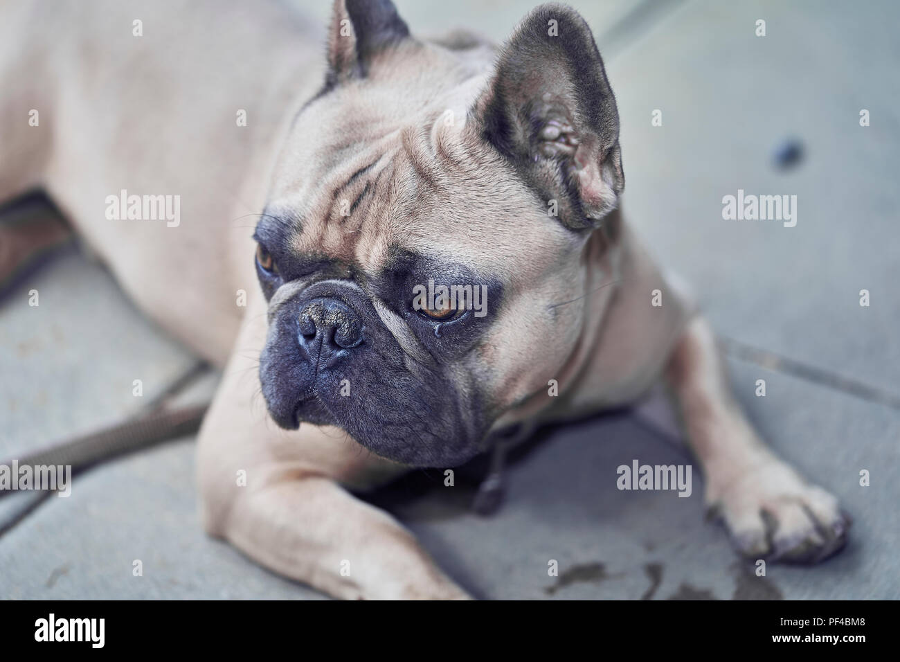Adorable bulldog francese faccia Foto Stock