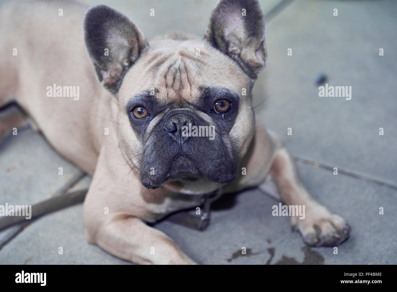 Adorable bulldog francese faccia Foto Stock