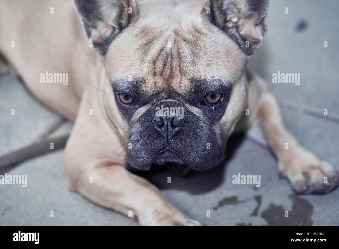 Adorable bulldog francese faccia Foto Stock