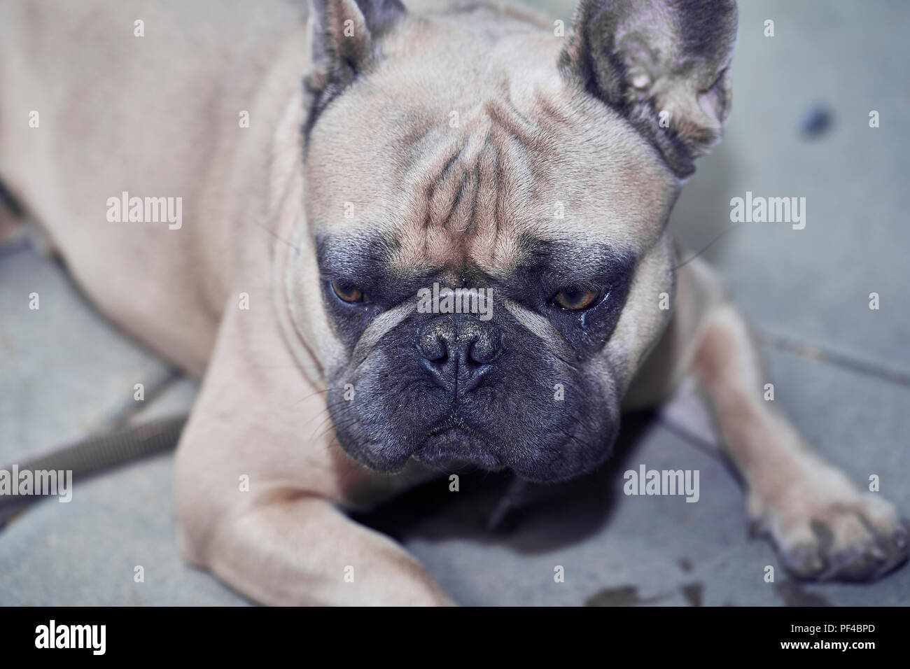 Adorable bulldog francese faccia Foto Stock