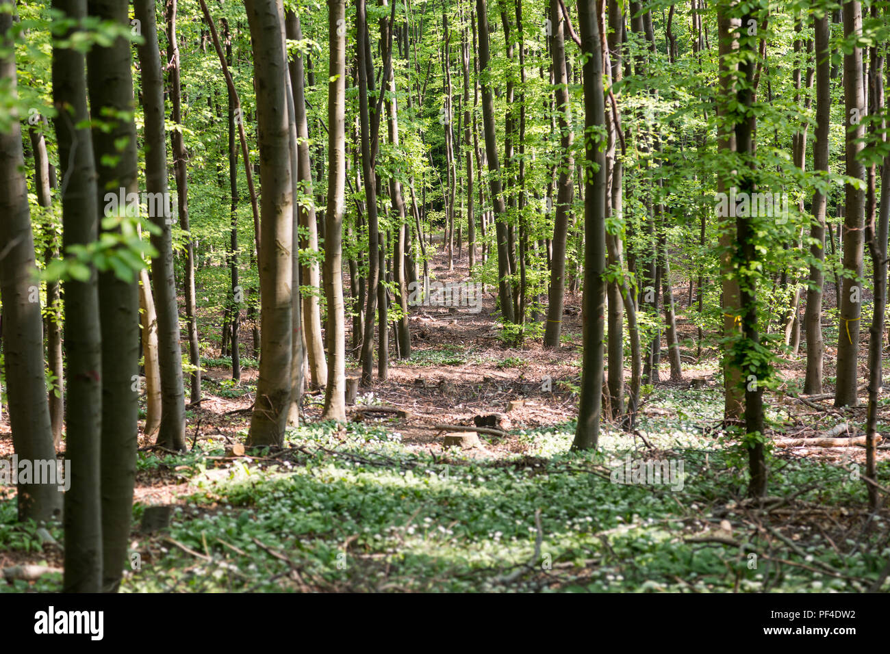 Sentiero nel verde di boschi di aglio selvatico Foto Stock