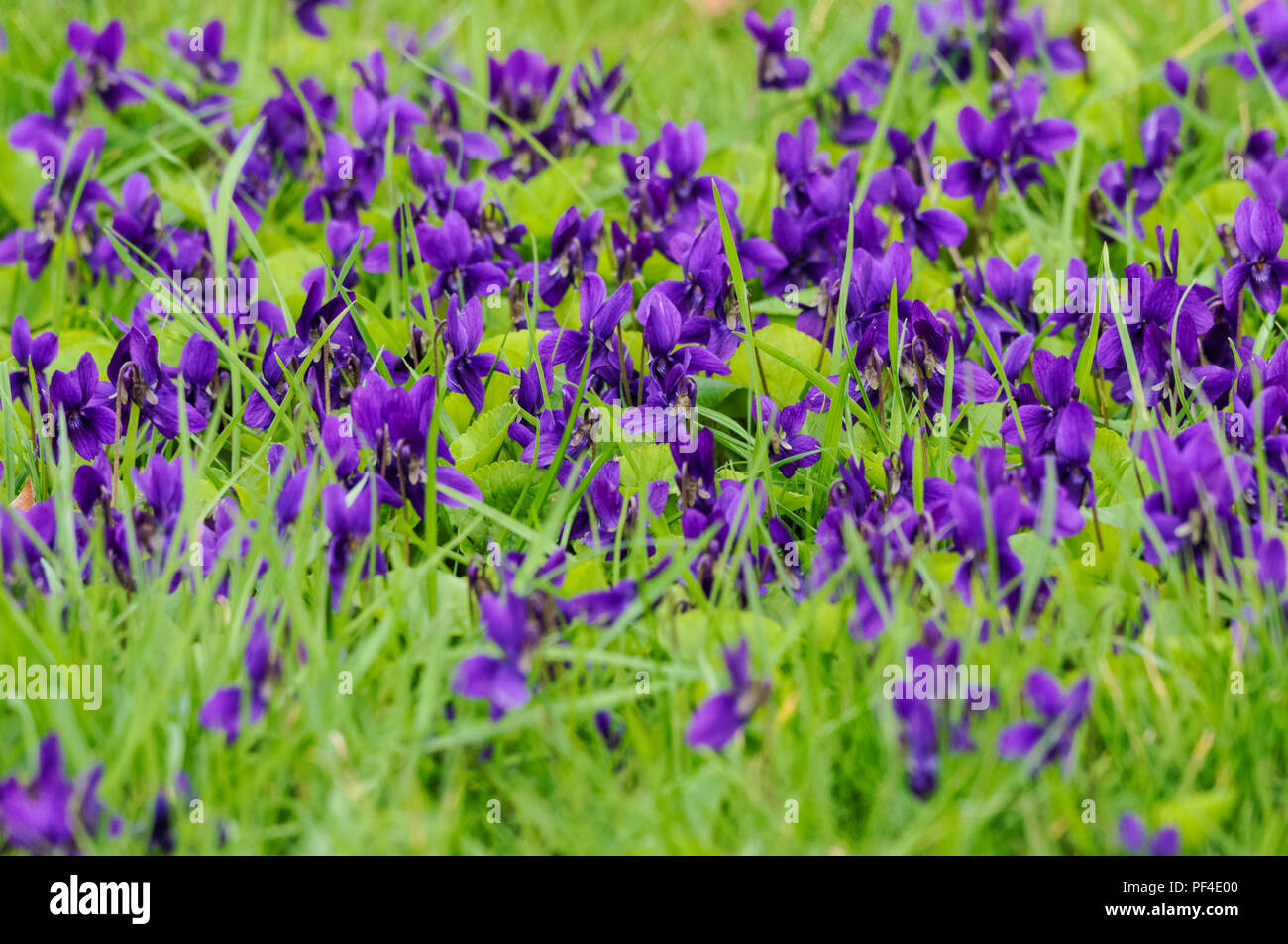 Prato pieno di violetta fiori viola Foto Stock