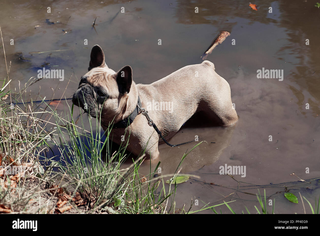 Adorable bulldog francese nel fiume Foto Stock