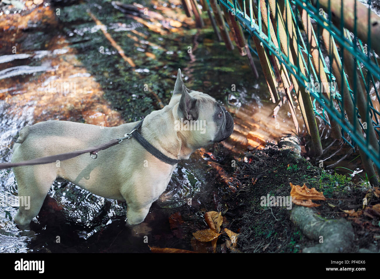 Adorable bulldog francese faccia Foto Stock
