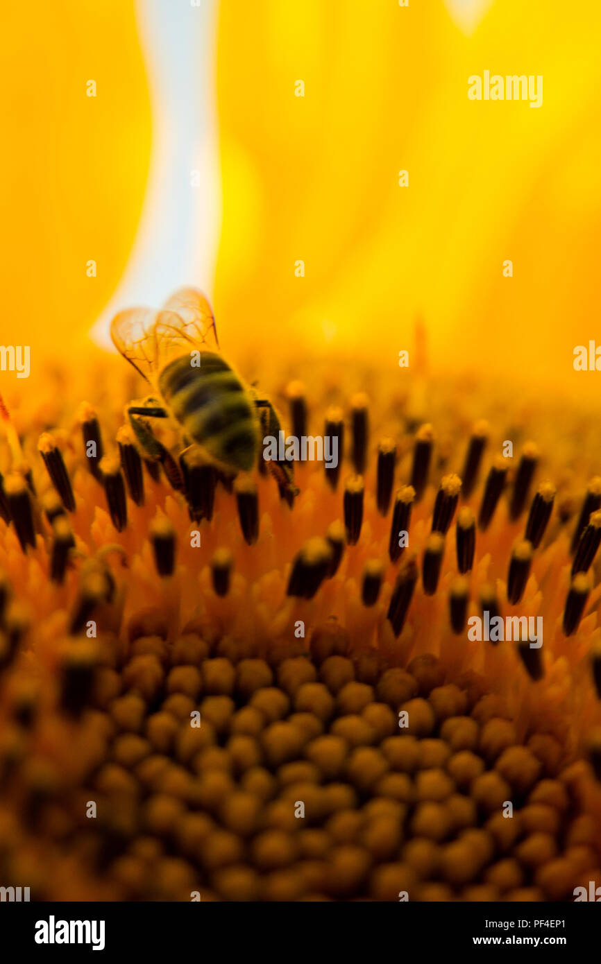 Ape sulla raccolta di semi di girasole per il miele Foto Stock