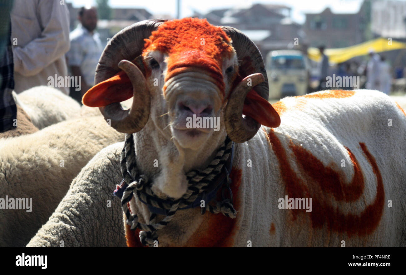 Srinagar, Indiano somministrato .KASHMIR 19.Agosto.Un Kashmir fornitore di bestiame porta una pecora al mercato di fortuna iniziato per animali sacrificali precedendo di Eid al-Adha festival .Eid al-Adha è la più santa tra le due musulmani vacanze celebrata ogni anno, segna l'annuale pellegrinaggio musulmano (Hajj) per visitare Mecca, il luogo più sacro dell'Islam. I musulmani la macellazione di un animale sacrificale e dividere la carne in tre parti, uno per la famiglia,uno per amici e parenti e uno per i poveri e i bisognosi.©Sofi Suhail/Alamy Live News Foto Stock