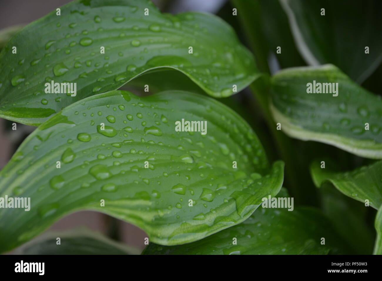 Perle di acqua di pioggia su hosta le foglie di piante Foto Stock