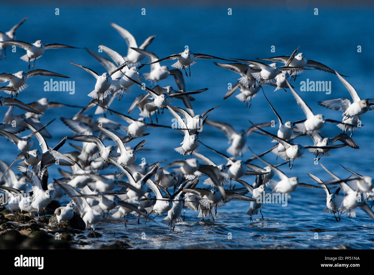 Un gregge di Sanderling (Calidris alba) in atterraggio a bordo d'acqua di alimentazione, Loch Fleet, Sutherland, Scotland, Regno Unito Foto Stock