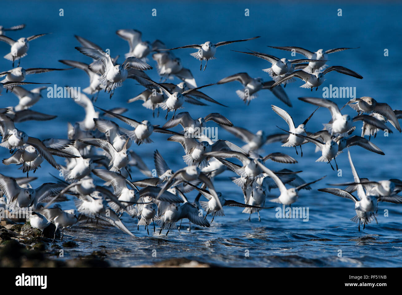 Un gregge di Sanderling (Calidris alba) in atterraggio a bordo d'acqua di alimentazione, Loch Fleet, Sutherland, Scotland, Regno Unito Foto Stock