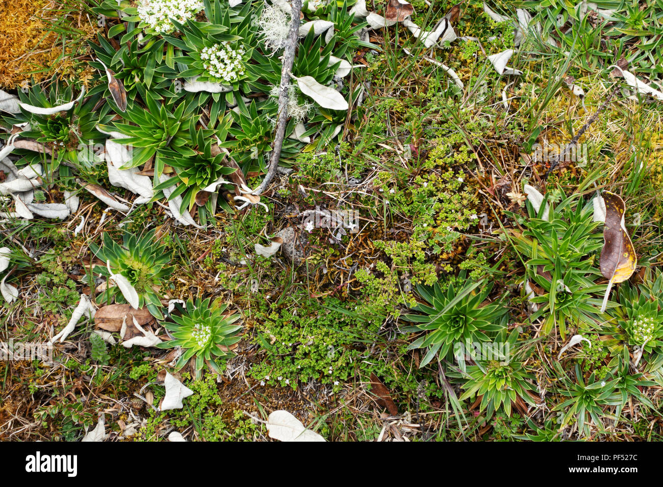 Variegata vegetazione di pianta o Paramo, crescendo nel Parco Nazionale El Cajas, Ecuador, Sud America Foto Stock