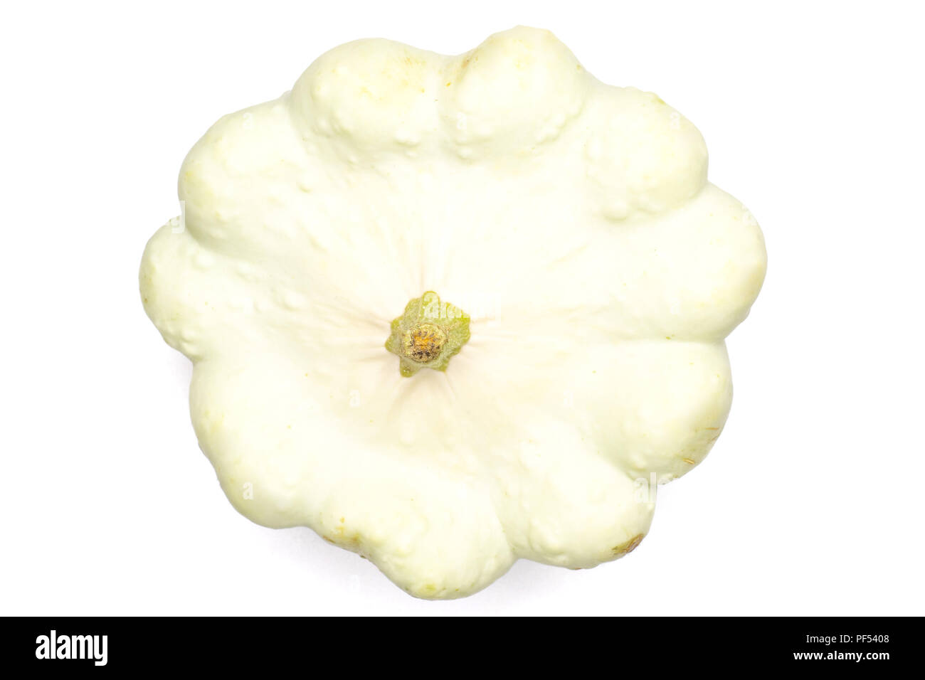 Una intera estate white pattypan squash flatlay isolati su sfondo bianco Foto Stock