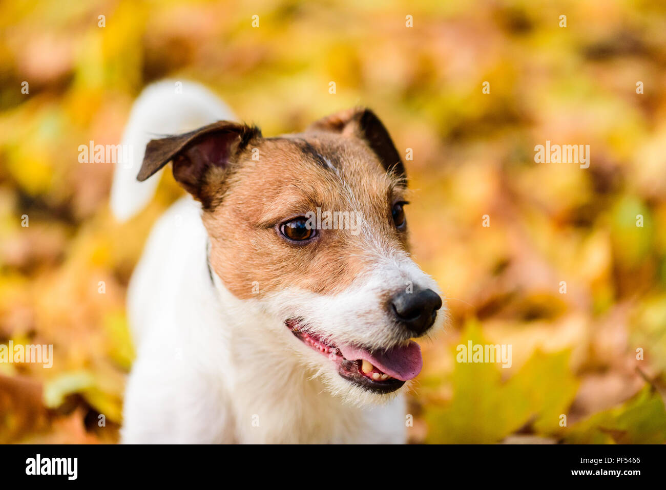 Ritratto autunnale di carino Jack Russell Terrier cucciolo di cane Foto Stock