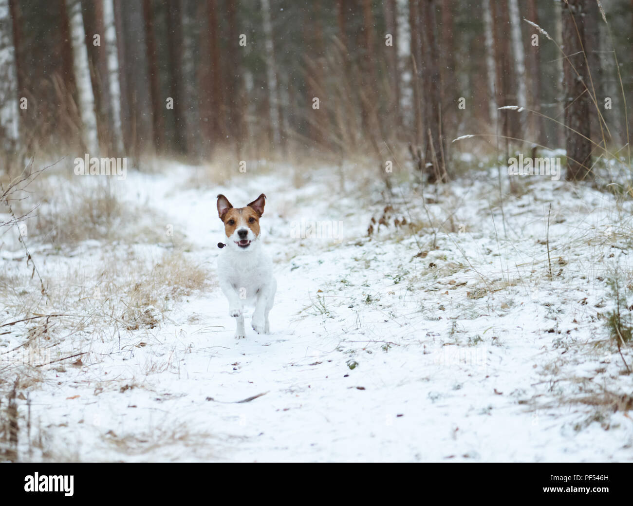 Cane al gelido inverno giorno giocando a boschi innevati percorso Foto Stock