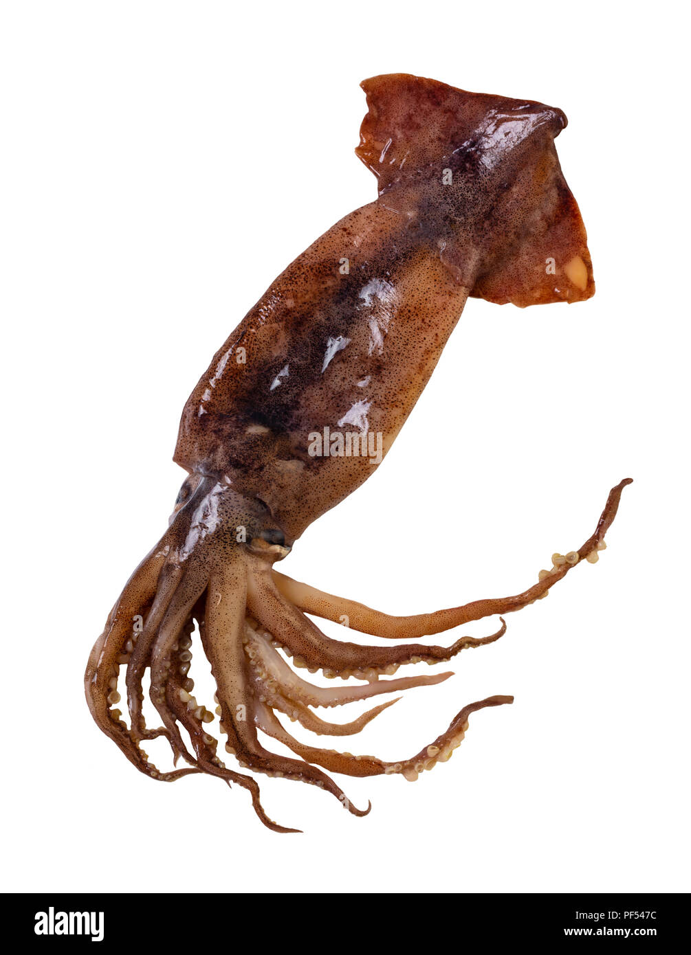 Materie squid close-up bianco su sfondo isolato Foto Stock