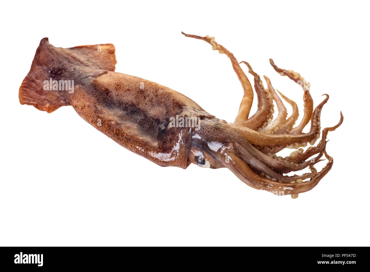 Materie squid close-up bianco su sfondo isolato Foto Stock